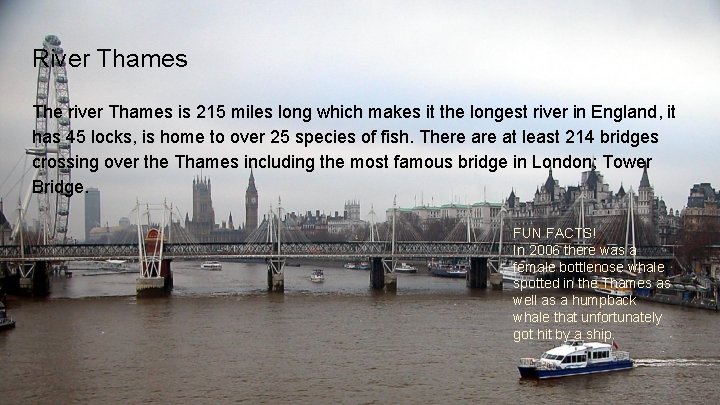 River Thames The river Thames is 215 miles long which makes it the longest