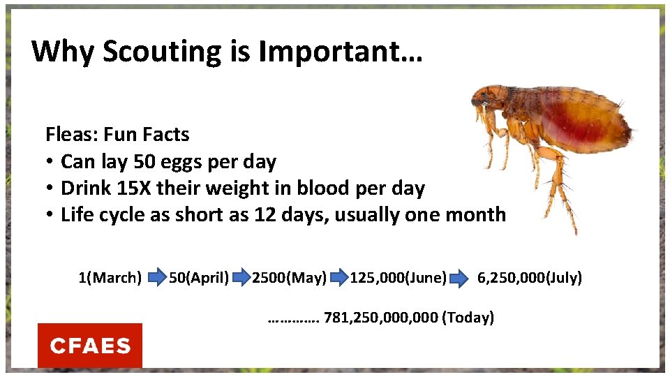Why Scouting is Important… Fleas: Fun Facts • Can lay 50 eggs per day