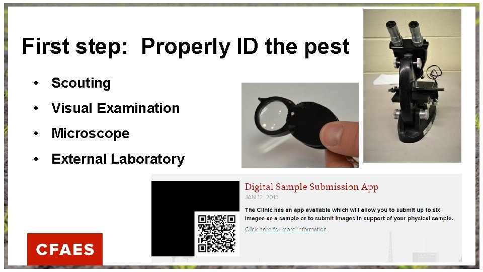First step: Properly ID the pest • Scouting • Visual Examination • Microscope •