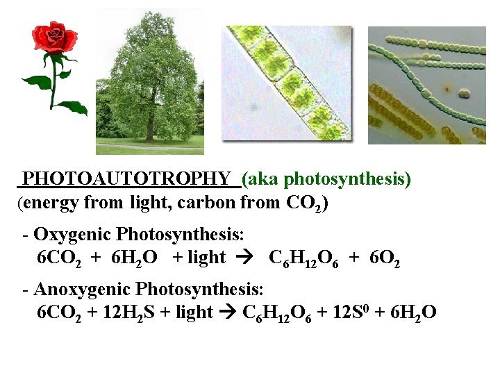 PHOTOAUTOTROPHY (aka photosynthesis) (energy from light, carbon from CO 2) - Oxygenic Photosynthesis: 6