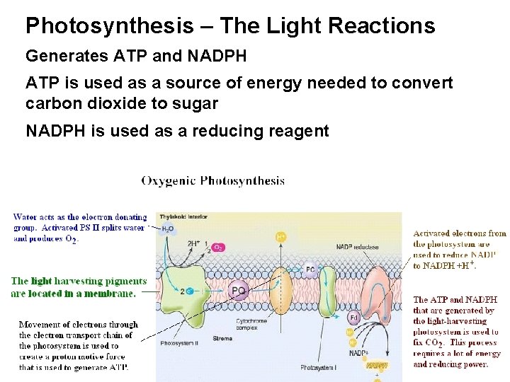 Photosynthesis – The Light Reactions Generates ATP and NADPH ATP is used as a
