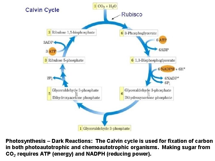 Photosynthesis – Dark Reactions: The Calvin cycle is used for fixation of carbon in