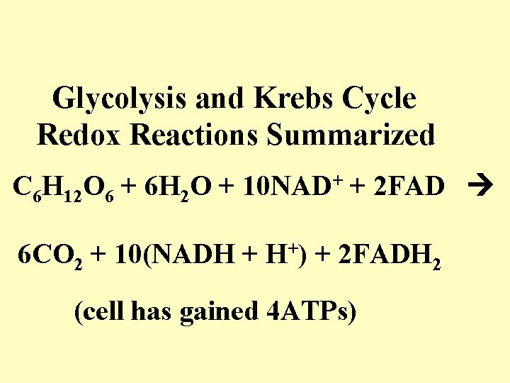 Glycolysis and Krebs Cycle Redox Reactions Summarized C 6 H 12 O 6 +