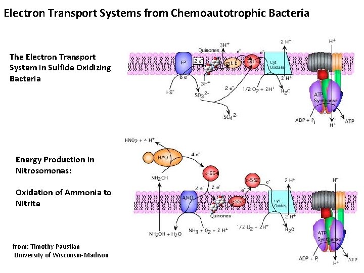 Electron Transport Systems from Chemoautotrophic Bacteria The Electron Transport System in Sulfide Oxidizing Bacteria