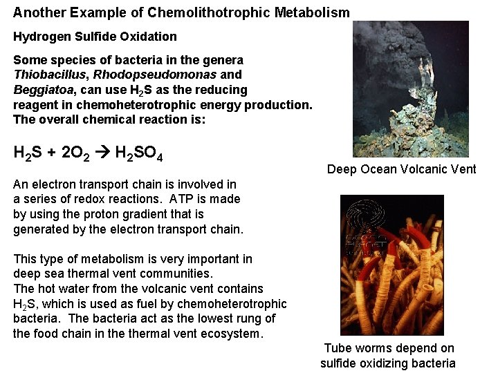 Another Example of Chemolithotrophic Metabolism Hydrogen Sulfide Oxidation Some species of bacteria in the
