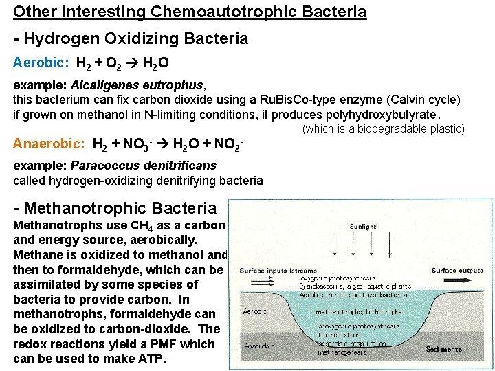 Other Interesting Chemoautotrophic Bacteria - Hydrogen Oxidizing Bacteria Aerobic: H 2 + O 2