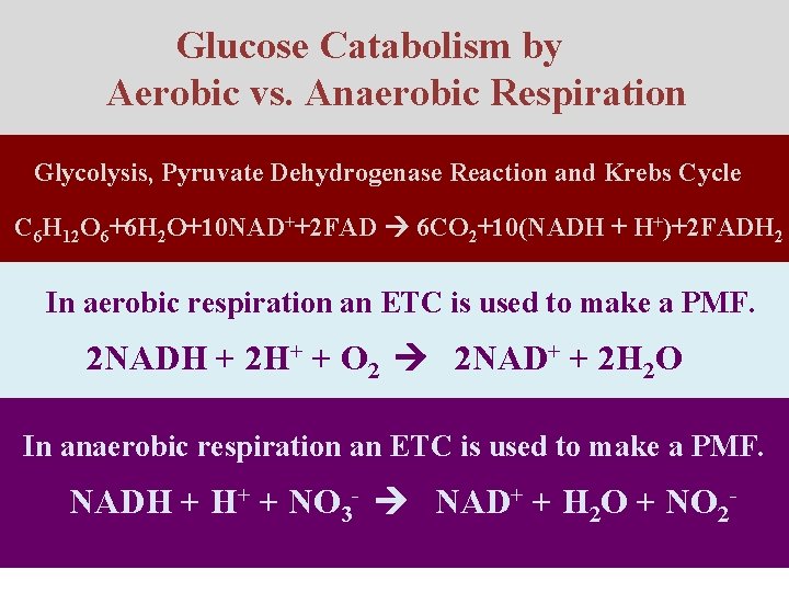 Glucose Catabolism by Aerobic vs. Anaerobic Respiration Glycolysis, Pyruvate Dehydrogenase Reaction and Krebs Cycle