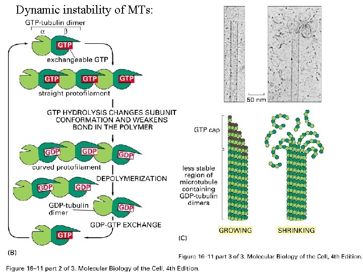 Dynamic instability of MTs: 