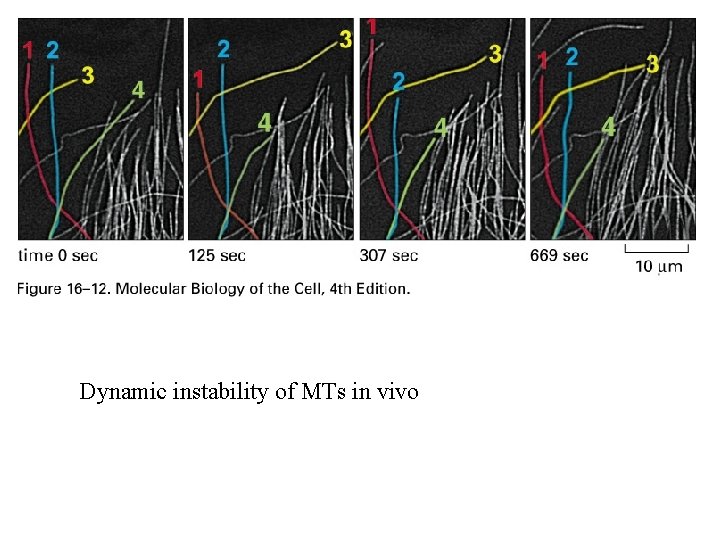 Dynamic instability of MTs in vivo 