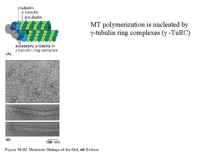 MT polymerization is nucleated by g-tubulin ring complexes (g -Tu. RC) 
