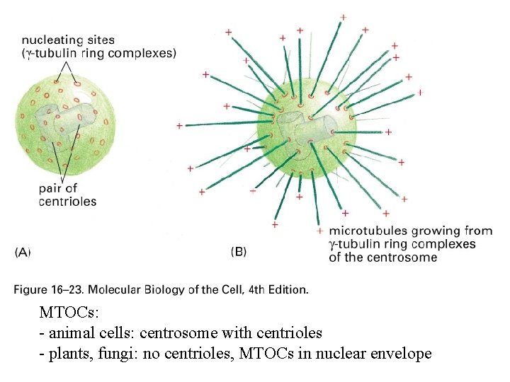 MTOCs: - animal cells: centrosome with centrioles - plants, fungi: no centrioles, MTOCs in