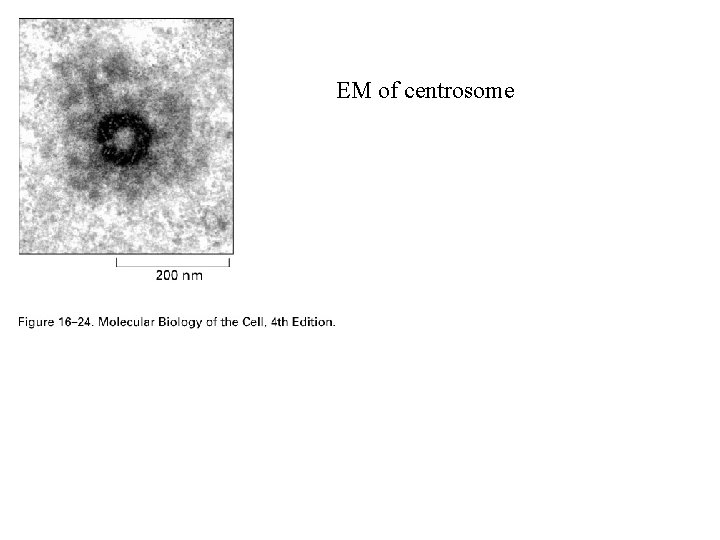 EM of centrosome 
