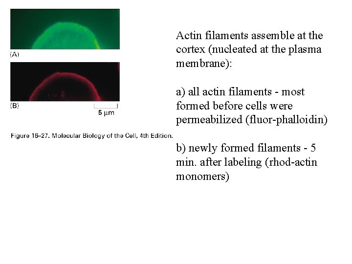 Actin filaments assemble at the cortex (nucleated at the plasma membrane): a) all actin