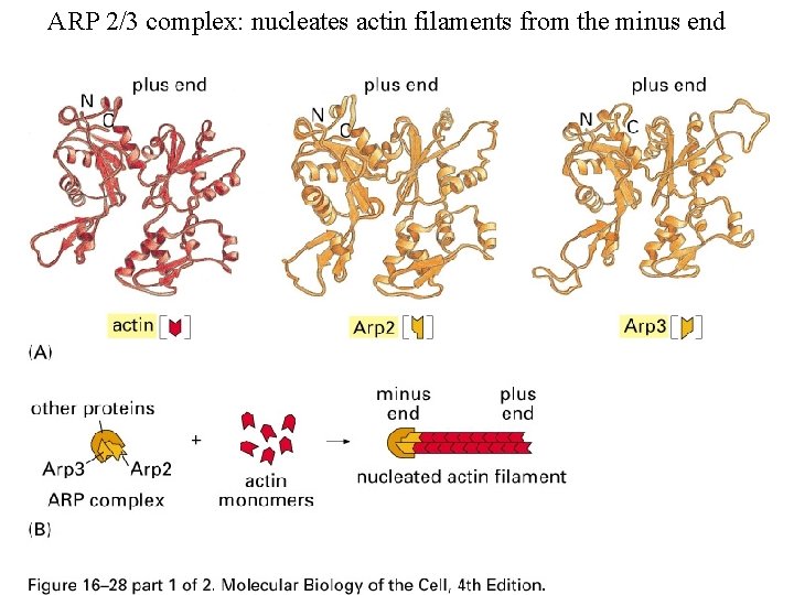 ARP 2/3 complex: nucleates actin filaments from the minus end 