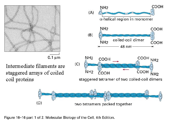 Intermediate filaments are staggered arrays of coiled coil proteins 