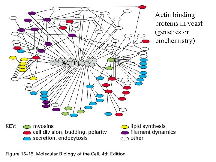 Actin binding proteins in yeast (genetics or biochemistry) 