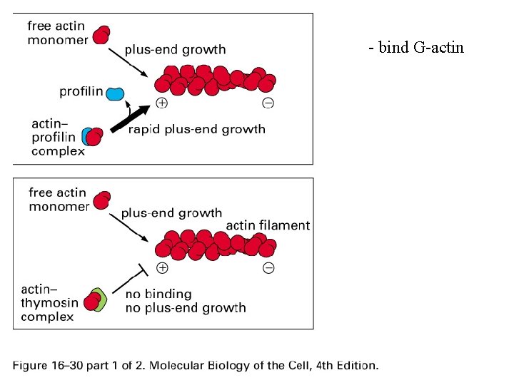 - bind G-actin 