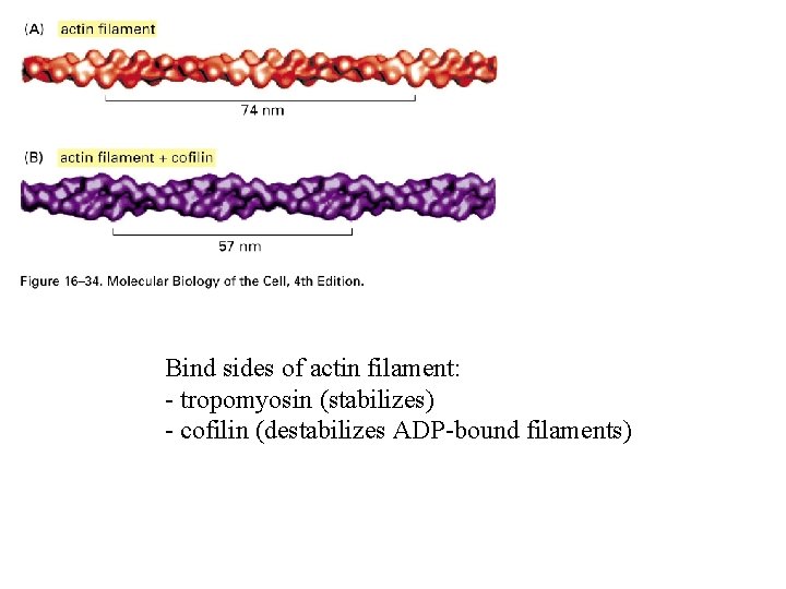 Bind sides of actin filament: - tropomyosin (stabilizes) - cofilin (destabilizes ADP-bound filaments) 