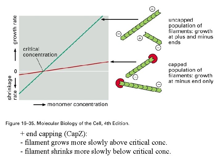 + end capping (Cap. Z): - filament grows more slowly above critical conc. -
