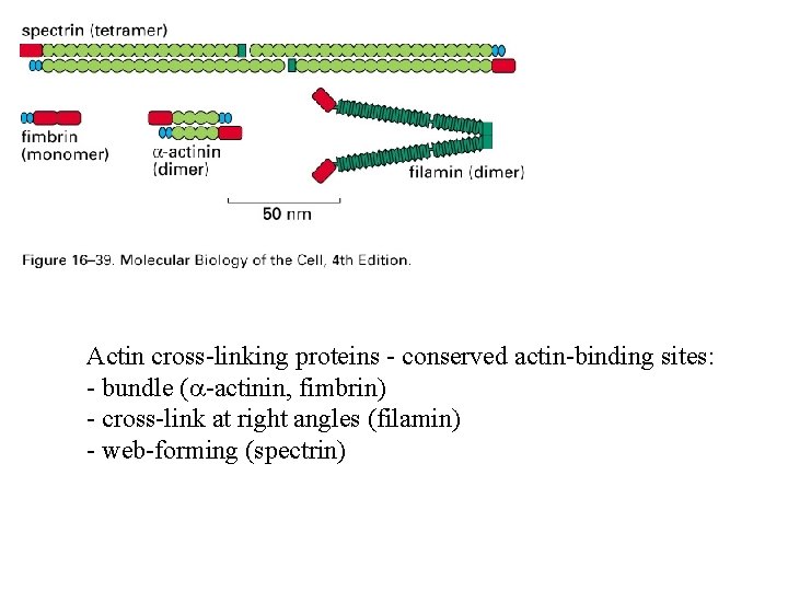 Actin cross-linking proteins - conserved actin-binding sites: - bundle (a-actinin, fimbrin) - cross-link at