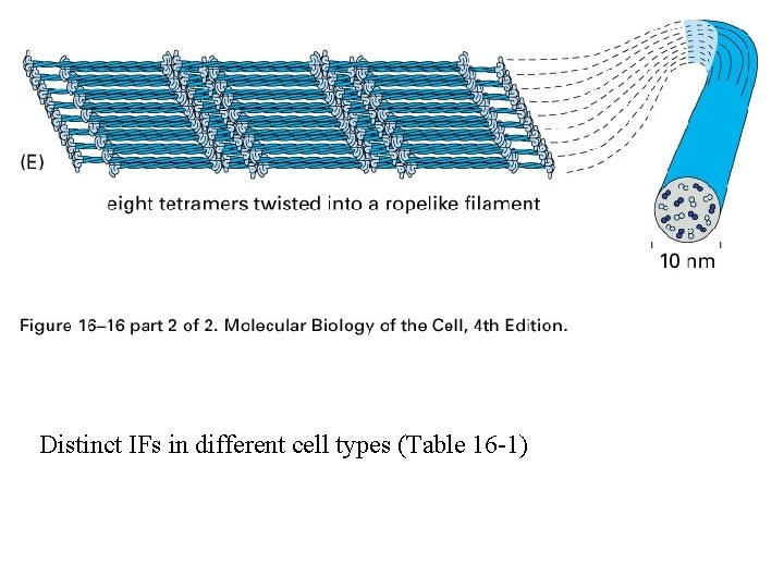 Distinct IFs in different cell types (Table 16 -1) 