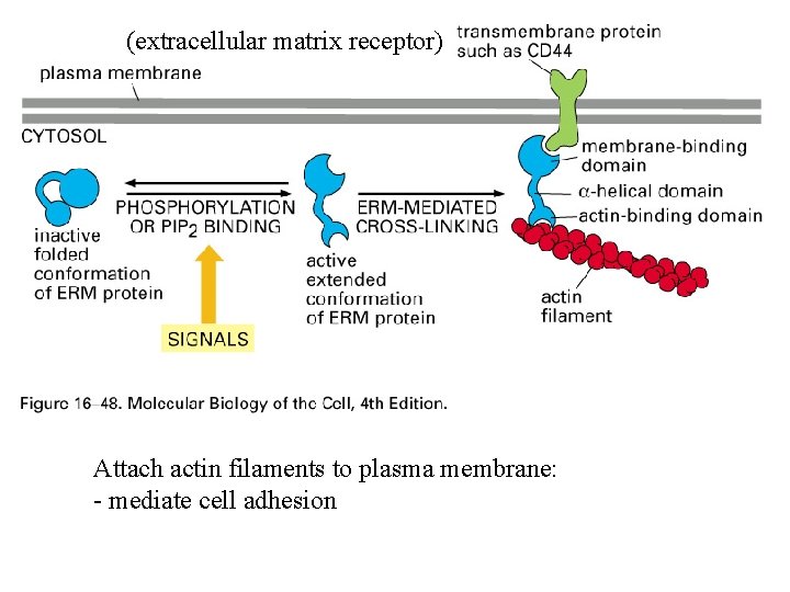 (extracellular matrix receptor) Attach actin filaments to plasma membrane: - mediate cell adhesion 