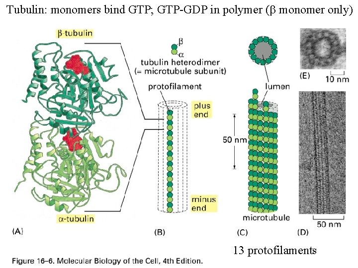 Tubulin: monomers bind GTP; GTP-GDP in polymer (b monomer only) 13 protofilaments 