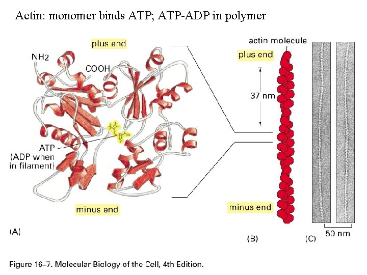 Actin: monomer binds ATP; ATP-ADP in polymer 
