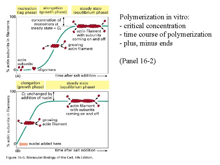 Polymerization in vitro: - critical concentration - time course of polymerization - plus, minus