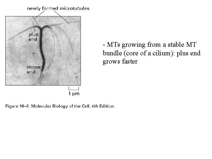 - MTs growing from a stable MT bundle (core of a cilium): plus end