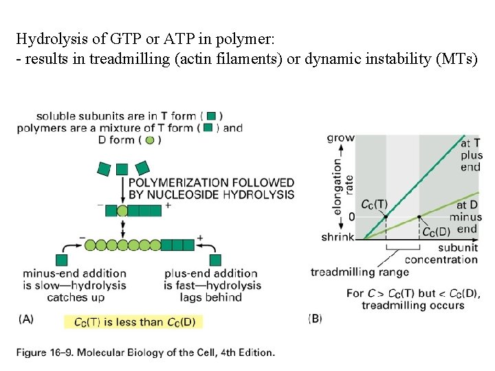 Hydrolysis of GTP or ATP in polymer: - results in treadmilling (actin filaments) or