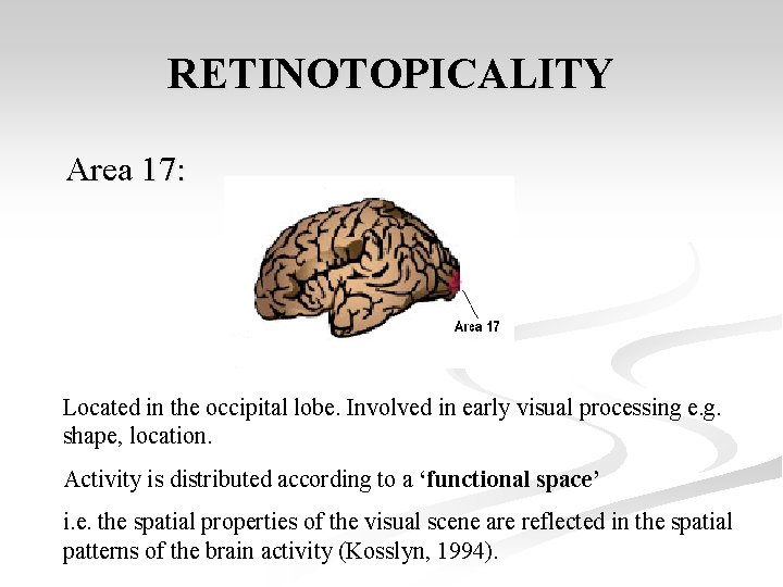RETINOTOPICALITY Area 17: Located in the occipital lobe. Involved in early visual processing e.