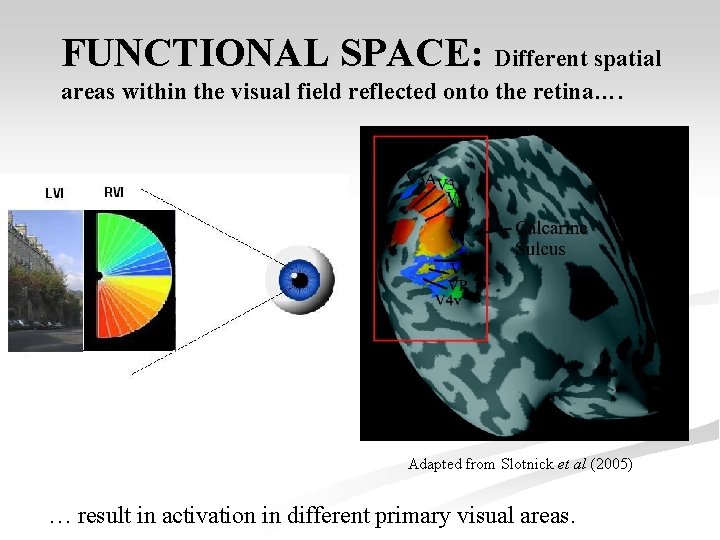 FUNCTIONAL SPACE: Different spatial areas within the visual field reflected onto the retina…. Adapted