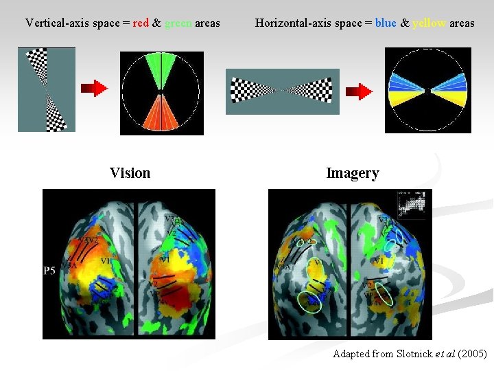 Vertical-axis space = red & green areas Vision Horizontal-axis space = blue & yellow