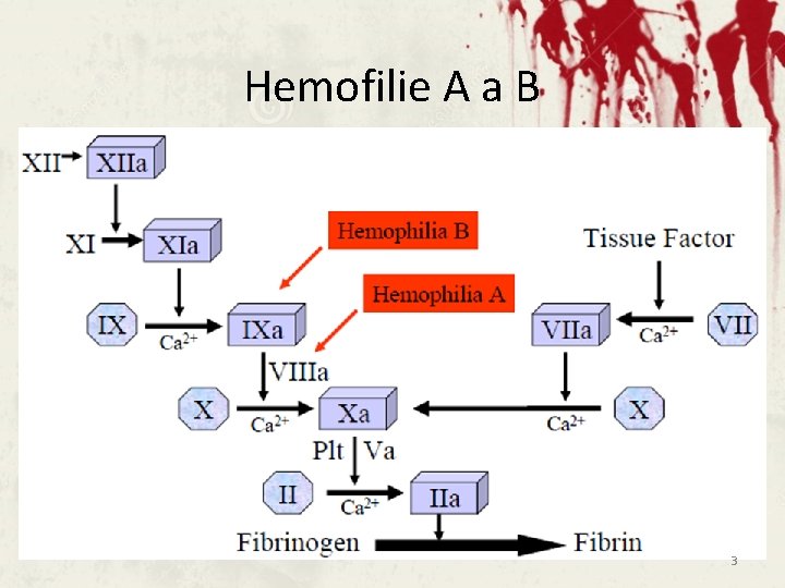 Hemofilie A a B 3 