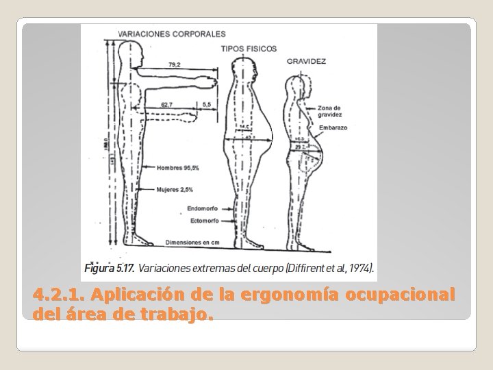 4. 2. 1. Aplicación de la ergonomía ocupacional del área de trabajo. 