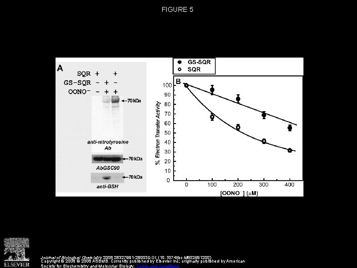 FIGURE 5 Journal of Biological Chemistry 2008 28327991 -28003 DOI: (10. 1074/jbc. M 802691200)