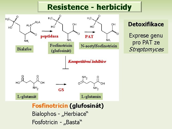 Resistence - herbicidy Detoxifikace peptidasa PAT Fosfinotricin (glufosinát) Bialafos N-acetylfosfinotricin Kompetitivní inhibice GS L-glutamát