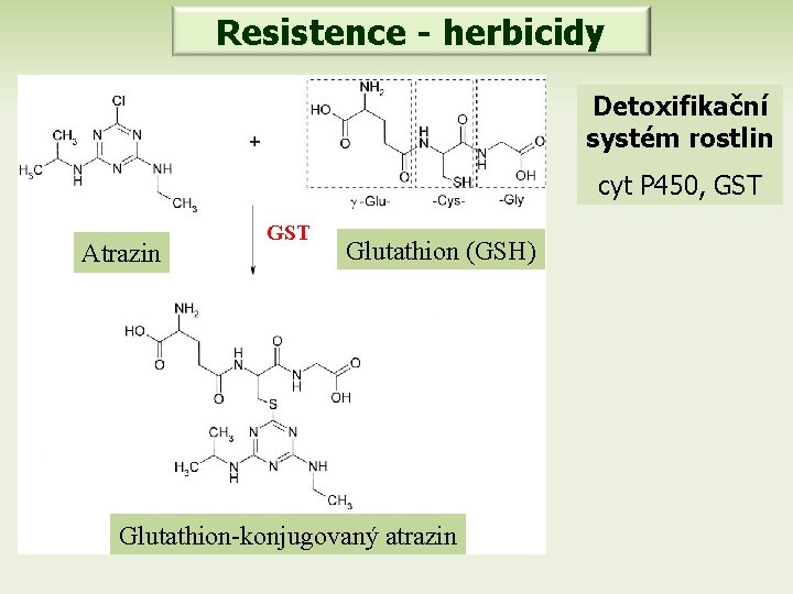 Resistence - herbicidy Detoxifikační systém rostlin cyt P 450, GST Atrazin GST Glutathion (GSH)