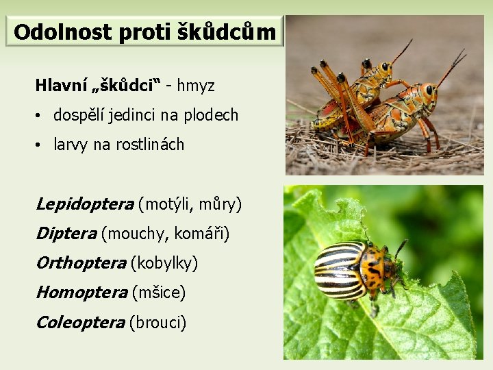 Odolnost proti škůdcům Hlavní „škůdci“ - hmyz • dospělí jedinci na plodech • larvy
