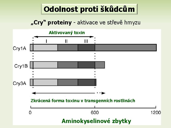 Odolnost proti škůdcům „Cry“ proteiny - aktivace ve střevě hmyzu Aktivovaný toxin Zkrácená forma