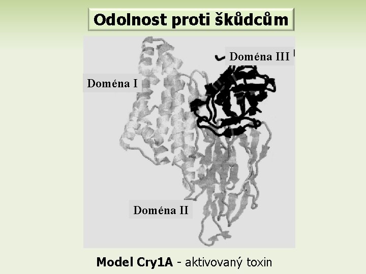 Odolnost proti škůdcům Doména III Doména II Model Cry 1 A - aktivovaný toxin
