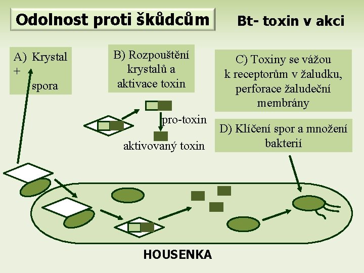 Odolnost proti škůdcům A) Krystal + spora B) Rozpouštění krystalů a aktivace toxin pro-toxin
