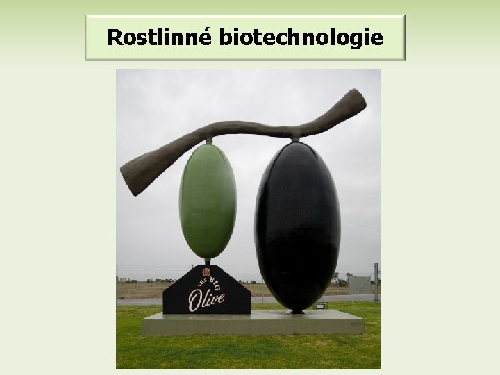 Rostlinné biotechnologie 