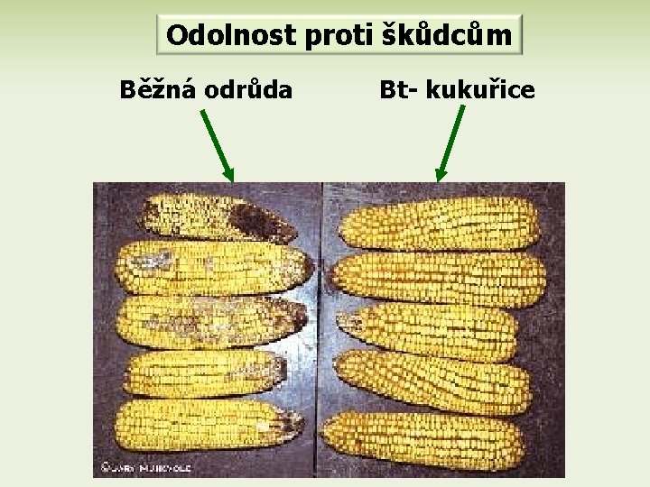 Odolnost proti škůdcům Běžná odrůda Bt- kukuřice 