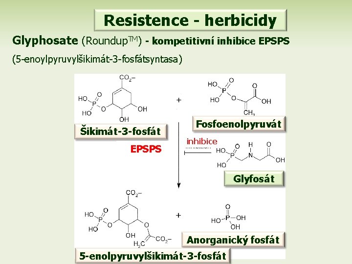 Resistence - herbicidy Glyphosate (Roundup. TM) - kompetitivní inhibice EPSPS (5 -enoylpyruvylšikimát-3 -fosfátsyntasa) Šikimát-3
