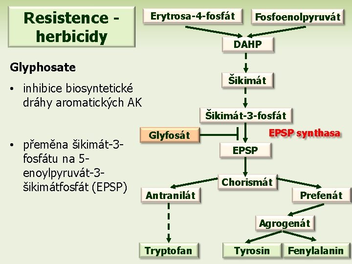 Resistence herbicidy Erytrosa-4 -fosfát Fosfoenolpyruvát DAHP Glyphosate Šikimát • inhibice biosyntetické dráhy aromatických AK