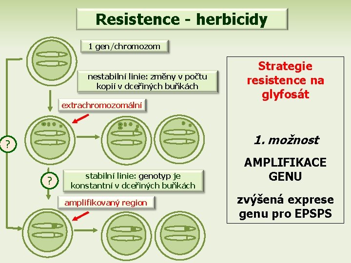 Resistence - herbicidy 1 gen/chromozom nestabilní linie: změny v počtu kopií v dceřiných buňkách