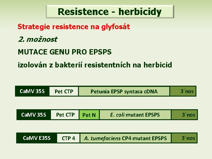 Resistence - herbicidy Strategie resistence na glyfosát 2. možnost MUTACE GENU PRO EPSPS izolován