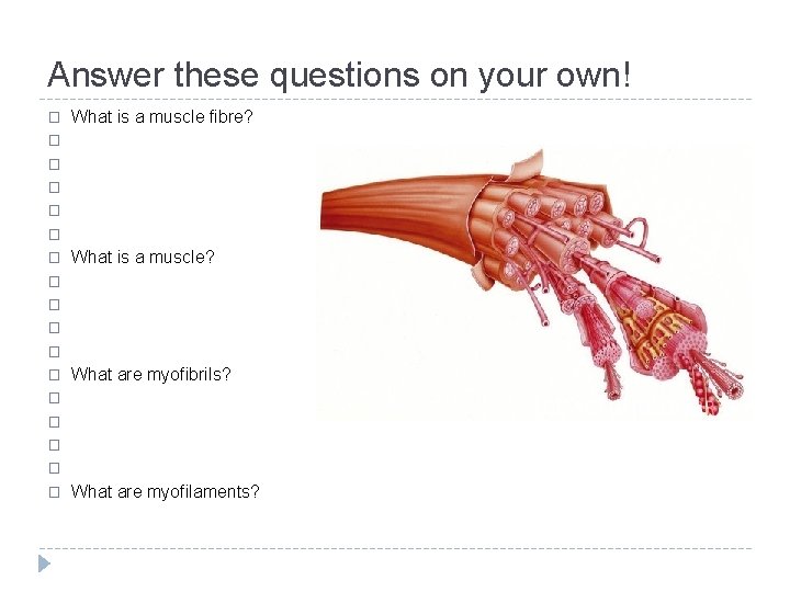 Answer these questions on your own! � What is a muscle fibre? � �